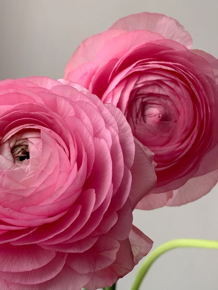 Peony 50ml - Technical Panel 3
