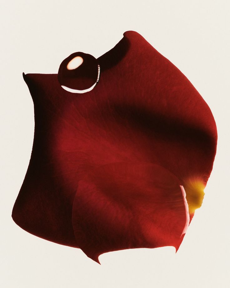 The Voice Of Burning Cherries 50ml - Technical Panel 4